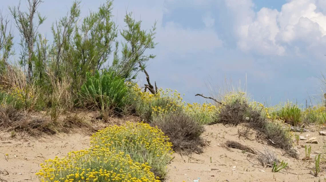 Italienischer Strandblütenhonig, 400 g (Miele Toscano di Spiaggia)