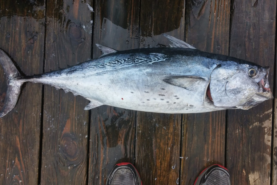 Mittelmeer-Thunfischbauch in Olivenöl, 200 g (Ventresca di Tonno in olio di oliva)
